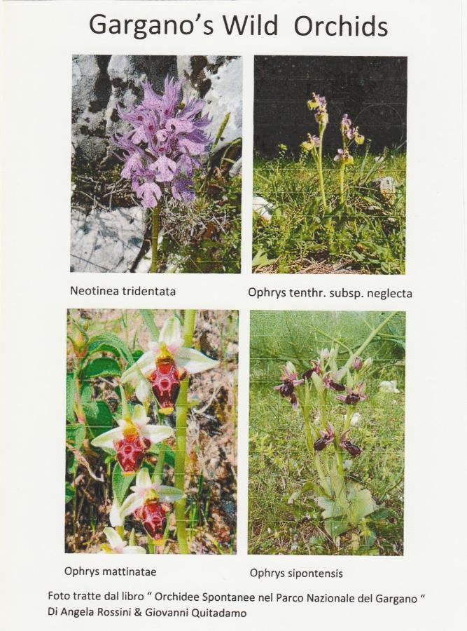 Orchidea Mattinata Parco Del Gargano公寓 外观 照片