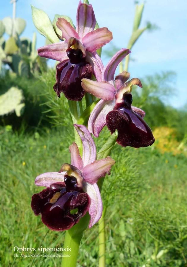 Orchidea Mattinata Parco Del Gargano公寓 外观 照片