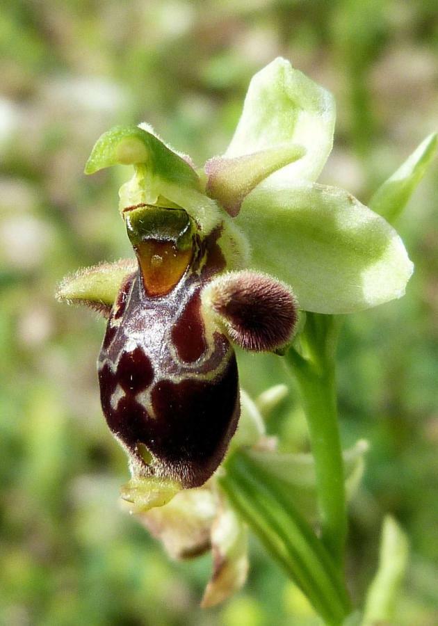 Orchidea Mattinata Parco Del Gargano公寓 外观 照片